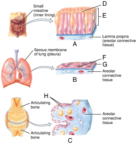 Which of the labeled structures in the diagram is indicating a thick viscous fluid that prevents the lining of the digestive and respiratory tract from drying out?   A) D B) E C) F D) G E) H