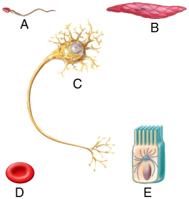 Based on the structural features of the cells shown in the diagram, which cell is most likely to be capable of locomotion?   A) A B) B C) C D) D E) E