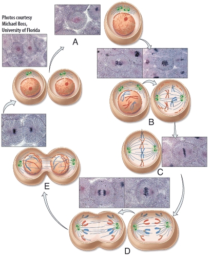 The phase of mitosis labeled B in the diagram is called   A)telophase B)metaphase C)prophase D)anaphase E)interphase