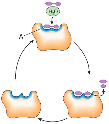 Which of the following structures is labeled A in the Figure shown?   A) active site B) substrate C) product D) enzyme E) cofactor