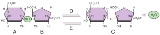 What type of chemical reaction is indicated by the arrow labeled D in the figure?   A) synthesis reaction B) hydrolysis reaction C) decomposition reaction D) exchange reaction E) none of the choices is correct