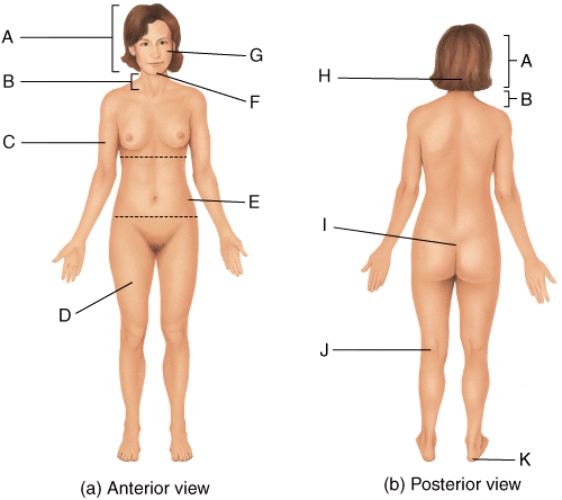 Where on the diagram is the sacral area?   A) C B) D C) E D) I E) J