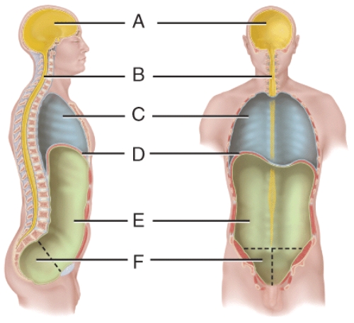 Which labeled cavity in the diagram can be subdivided into three smaller cavities called the pleural cavity, pericardial cavity, and mediastinum?   A) A B) B C) C D) E E) F