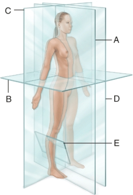 What type of plane is labeled E in the diagram?   A) oblique plane B) transverse plane C) frontal plane D) midsagittal plane E) parasagittal plane