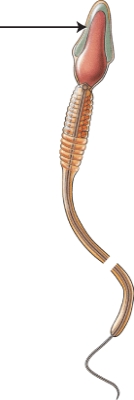 Name the structure indicated in the figure.   A)  body B)  acrosome C)  neck D)  tail