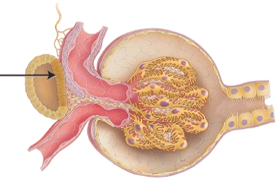 <strong>What is the structure indicated in the diagram? </strong> A) mesangial cells B) pedicels C) parietal layer of capsule D) macula densa
