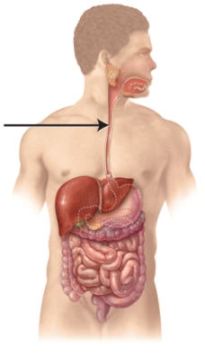 What is the structure indicated in the figure?   A)  stomach B)  pancreas C)  esophagus D)  pharynx
