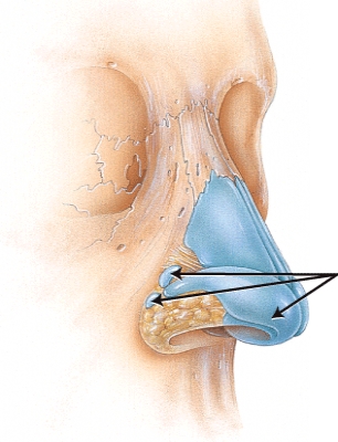 <strong>Which cartilages are indicated in the figure? </strong> A) nasal B) lateral C) septal D) alar