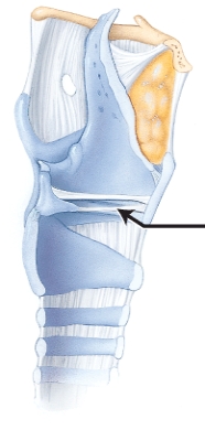 In this sagittal section, the arrow is pointing to which structure of the larynx?   A)  thyrohyoid membrane B)  tracheal cartilage C)  vocal fold (true vocal cord)  D)  cuneiform cartilage