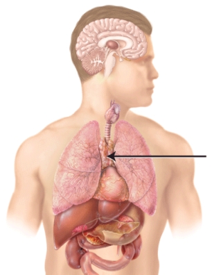 <strong>What is the name of the endocrine gland indicated by the line? </strong> A) pituitary B) pancreas C) thymus D) thyroid