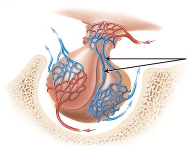 The lines are pointing to which of the following?   A)  superior hypophyseal artery B)  hypophyseal portal veins C)  inferior hypophyseal artery D)  posterior hypophyseal veins