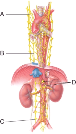 This leader line points to the right sympathetic trunk ganglion which receives preganglionic axons from thoracic and lumbar spinal cord segments.   A)  A B)  B C)  C D)  D