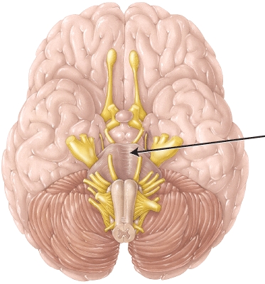 The structure indicated by the arrow is the _____.   A)  pons B)  midbrain C)  thalamus D)  medulla oblongata