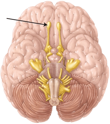 The structure indicated by the arrow is involved with which function?   A)  vision B)  hearing C)  taste D)  smell