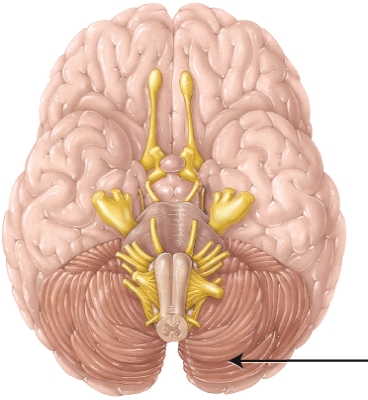 The structure indicated by the arrow is separated from the occipital lobe of the cerebrum by the   A)  transverse fissure B)  longitudinal fissure C)  central sulcus D)  lateral sulcus