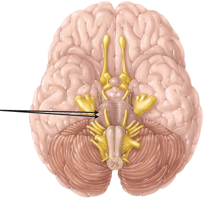 The structure indicated by the arrows is the   A)  cerebral peduncle B)  medullary pyramid C)  vermis D)  cerebellar peduncle