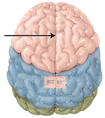 The structure indicated by the arrow is the   A)  Central sulcus B)  Lateral sulcus C)  Transverse fissure D)  Longitudinal fissure