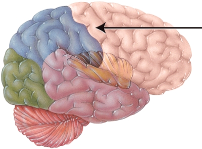 The structure indicated by the arrow is primarily involved with which of the following?   A)  smell B)  vision C)  motor control D)  sensory perception
