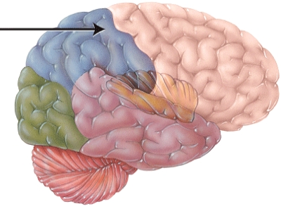<strong>The primary _____ area is located here. </strong> A) breathing B) sensory C) cardiovascular D) speech