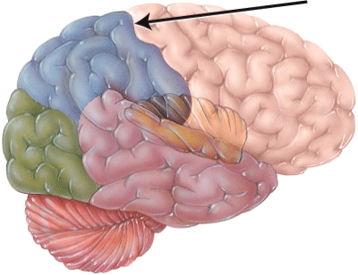 This structure separates what two cerebral lobes?   A)  temporal and parietal B)  frontal and parietal C)  temporal and occipital D)  occipital and parietal