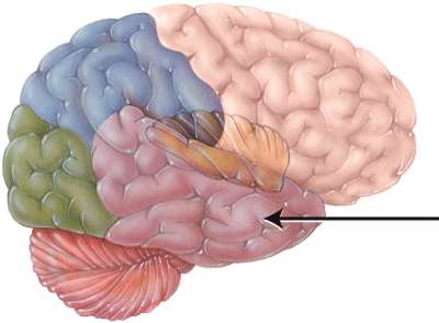 This structure is separated from the frontal lobe by the   A)  central sulcus. B)  falx cerebri. C)  lateral cerebral sulcus. D)  transverse fissure.