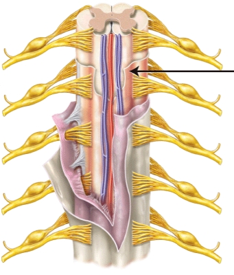 The meninx indicated by the line is the _____.   A)  pia mater B)  arachnoid mater C)  dura mater