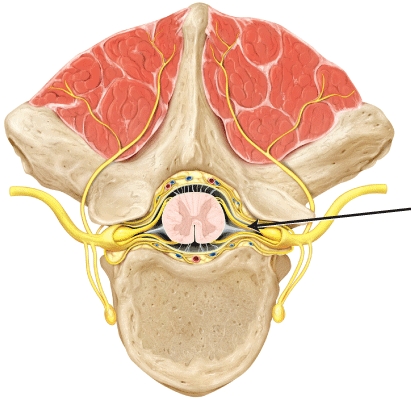 The part of the spinal cord indicated by the line is the _____   A)  posterior (dorsal)  root B)  posterior (dorsal)  ramus C)  anterior (ventral)  root D)  anterior (ventral)  ramus