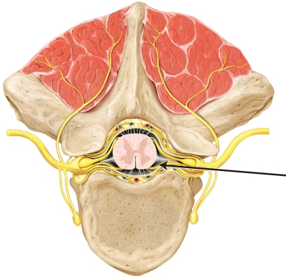 The part of the spinal cord indicated by the line is the _____   A)  anterior (ventral)  root B)  posterior (dorsal)  root C)  rami communicantes D)  spinal nerve