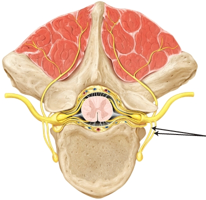 The structure(s)  indicated by the lines is/are the _____   A)  anterior (ventral)  ramus B)  posterior (dorsal)  ramus C)  rami communicantes D)  posterior (dorsal)  root
