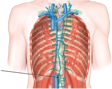 This structure serves as the beginning of the _____.   A)  azygos vein B)  thoracic duct C)  left bronchomediastinal trunk D)  right lymphatic duct