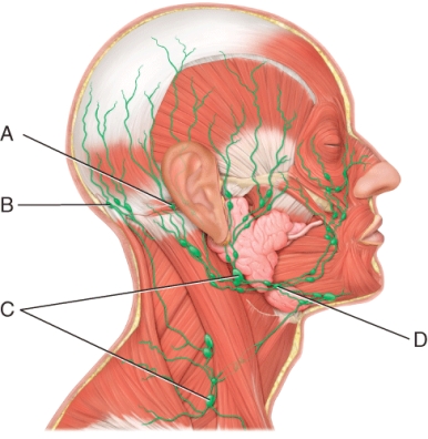Which of the following lymph nodes is responsible for draining the chin, lips, nose, nasal cavity, cheeks, gums, inferior surface of palate, and anterior portion of tongue?   A)  A B)  B C)  C D)  D