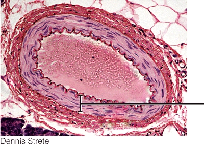 This blood vessel tissue layer is most responsible for   A)  regulating blood flow and blood pressure B)  helping to limit the loss of blood when vessels are damaged C)  regulating the diameter of the lumen wall D)  All of the choices are correct.