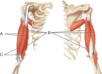 What muscle is indicated by line B?
