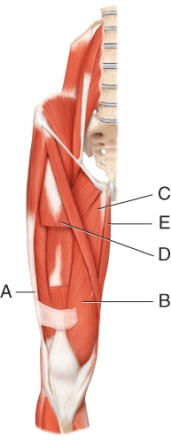 What muscle is indicated by line B?