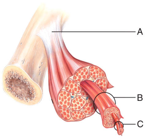 The structure that is labeled A is referred to as a ligament.  