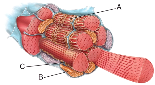 <strong>Identify this organelle of the muscle fiber (cell) labeled A. </strong> A) Golgi complex B) sarcoplasmic reticulum C) nucleus D) mitochondrion