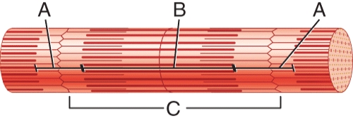 This structure labeled C extends from M-line to M-line.  