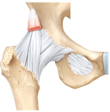 The line is pointing to the _____ ligament.  