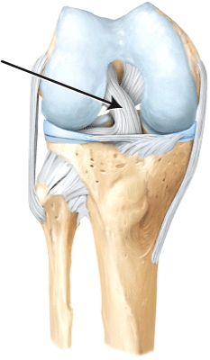 The line is pointing to the _____ ligament.