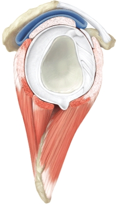 Name the joint shown below.  