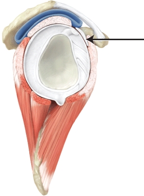 The line is pointing to the _____ ligament.]  