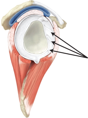 The line is pointing to the _____ ligaments.  