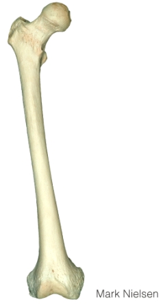 This is an ______ view of the _____.   A)  anterior; tibia B)  posterior; tibia C)  anterior; femur D)  posterior; femur