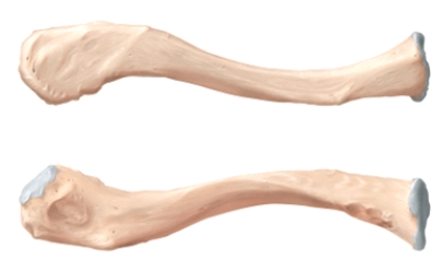 The bone illustrated is the _____.