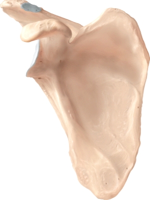 The bone illustrated is the _____.