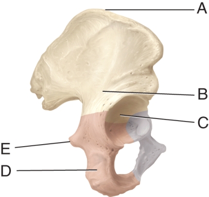 Identify the ischial tuberosity.   A)  A B)  B C)  C D)  D E)  E