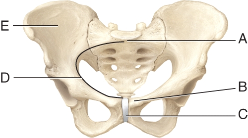 Which structure separates the true pelvis from the false pelvis?   A)  A B)  B C)  C D)  D E)  E