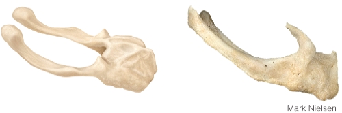 <strong>The illustrated bone is the _____? </strong> A) atlas B) hyoid bone C) axis D) vomer
