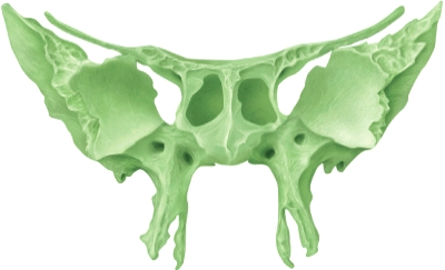 The illustrated bone is the _____ bone.
