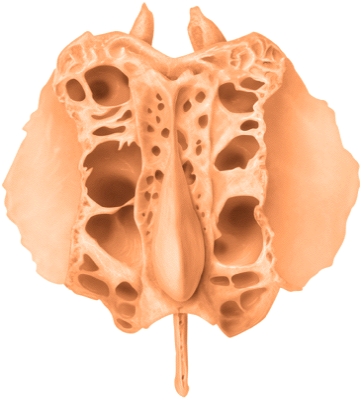 The illustrated bone is the _____ bone.